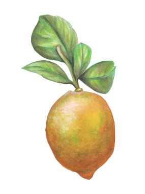 Limon meyvesi ve bazı yaprakları