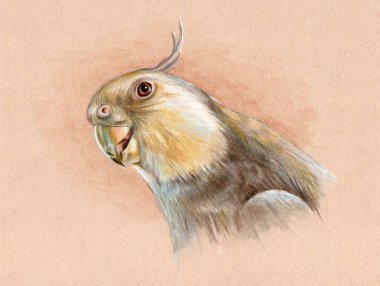 Beyaz yüzlü bir papağanın portresi