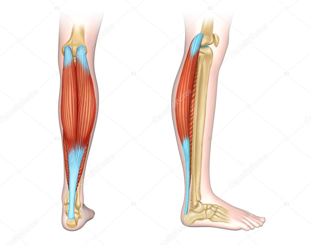 Back and side view of human calf muscles. Digital illustration.