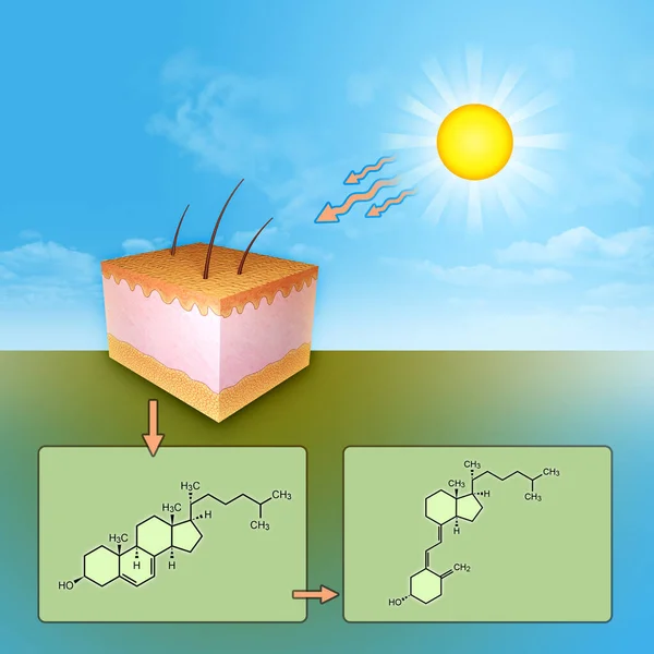 Synthesis Vitamin Rays Skin Exposure Digital Illustration — Stock Photo, Image