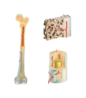 İnsan uyluk kemiğinin iç yapısına yakın bir kesiti. Dijital illüstrasyon.