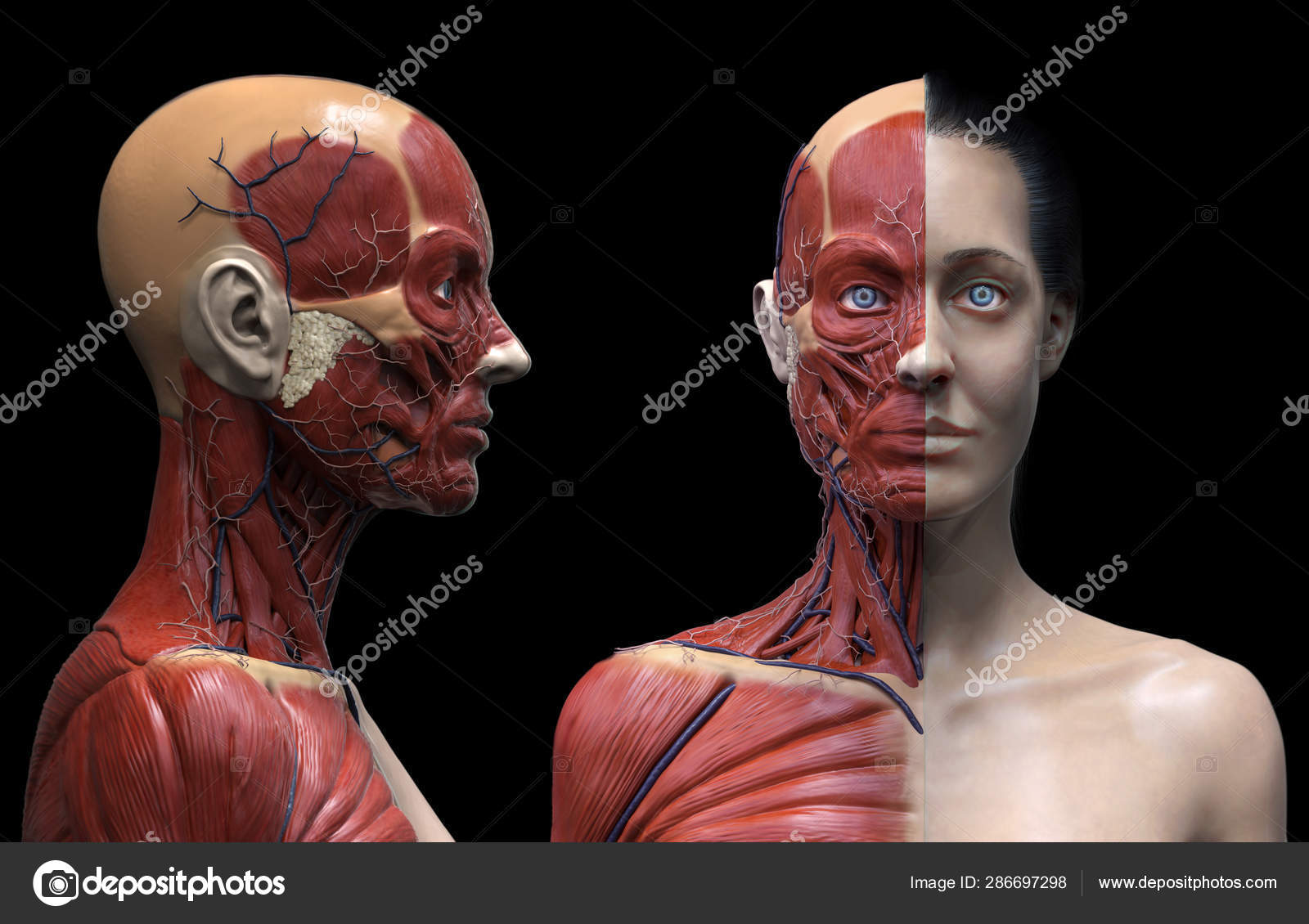 Muscles In The Human Body Diagram / Human Body Diagram Front Back