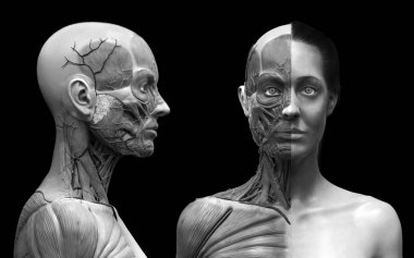 Bir kadının insan vücut anatomisi, ön görünüm ve yan görünüm , 3d render