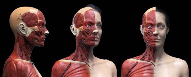 İnsan vücudu anatomisi kasları bir kadın yapısı, ön görünüm yan görünüm ve perspektif görünümü, 3d render