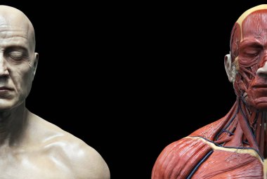 Bir erkek kasları yapısının insan vücudu anatomisi, ön görünüm , 3d render