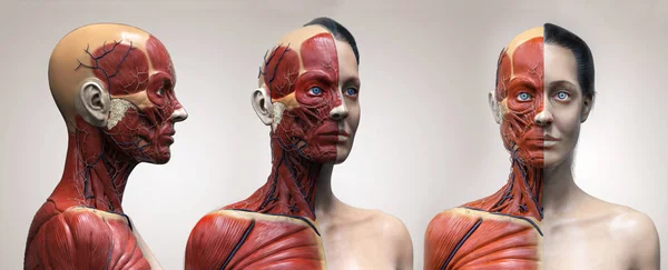 İnsan vücudu anatomisi kasları bir kadın yapısı, ön görünüm yan görünüm ve perspektif görünümü, 3d render
