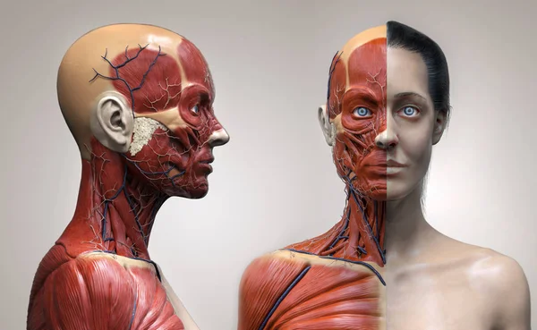 İnsan vücudu anatomisi kasları bir kadın yapısı, ön görünüm yan görünüm ve perspektif görünümü, 3d render