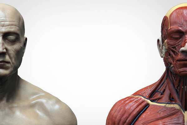 Анатомия человеческого тела мужской структуры мышц, вид спереди, 3d рендеринг
