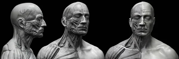男性の筋肉構造の人体解剖学 正面図側面図と遠近図 3Dレンダリング — ストック写真