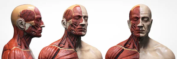男性肌肉结构的人体解剖 前视图侧视图和透视视图 — 图库照片