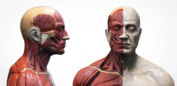 Anatomía Del Cuerpo Humano Una Estructura Los Músculos Masculinos Vista —  Fotos de Stock