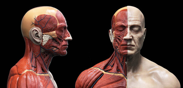 Анатомия человеческого тела мужской структуры мышц, вид спереди, вид спереди, 3d рендеринг
