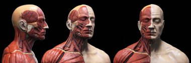 Erkek kaslarının yapısı, ön görünüm yan görünümü ve perspektif görünümü, 3d render insan vücudu anatomisi