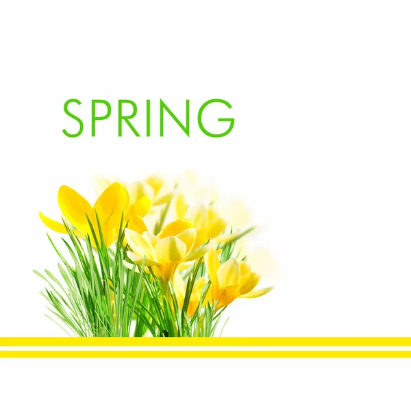 Background Spring Yellow Flowers — Stock Photo, Image