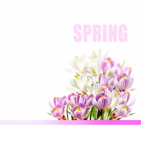 Hintergrund Mit Frühling Rosa Blumen — Stockfoto
