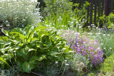 Beyaz ve pembe çiçekler kırsal bir bahçe