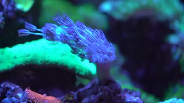 güzel renkli sualtı bitki yeşil parıltı karanlık su ile