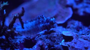 karanlık su sualtı bitkileri ile güzel renkli balık