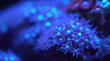 karanlık su güzel renkli sualtı bitki Parlatıcı