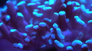 karanlık su güzel renkli sualtı bitki Parlatıcı