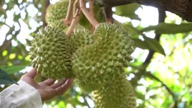 bahçede Yeşil taze durian meyve tutan erkek el Close-up 