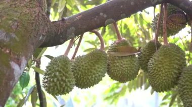 yakın çekim yeşil taze durian meyve ağacı dalı tropikal bahçe