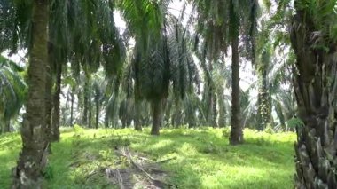 palmiye yağı plantasyon Sanayi