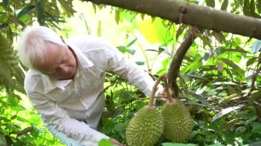holding ve tropikal bahçe yeşil taze durian meyve üzerinde seyir üst düzey Asya erkek Close-up