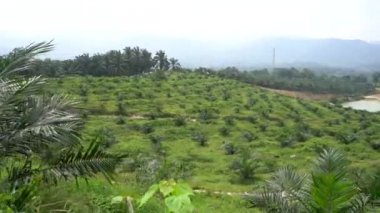 palmiye ağaçları yaz aylarında tropikal yeşil bahçe