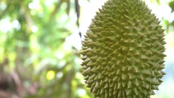 Close Green Fresh Durian Fruit Garden Blurred Male Background — Stock Video