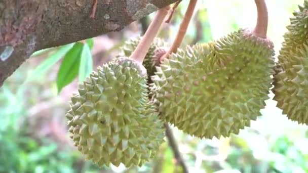 Gros Plan Sur Les Fruits Verts Durian Frais Dans Jardin — Video