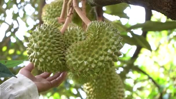 Close Male Hand Holding Green Fresh Durian Fruit Garden — Stock Video