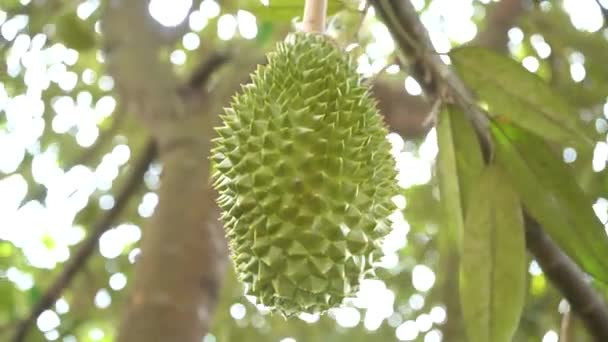 Primer Plano Fruta Fresca Durian Verde Jardín — Vídeos de Stock