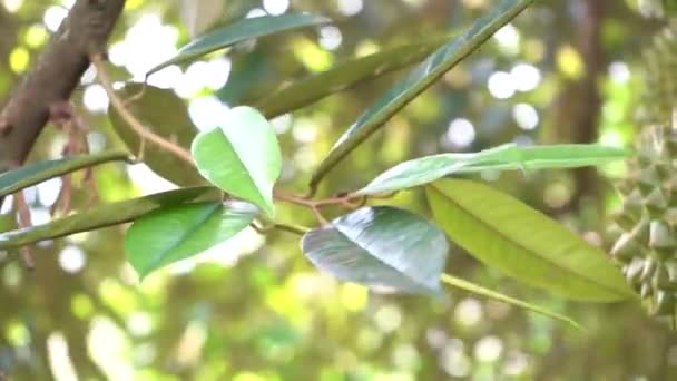 Nahaufnahme Von Grünen Frischen Durianfrüchten Garten — Stockvideo