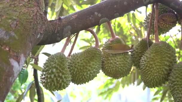 トロピカル ガーデンで木の枝に緑の新鮮なドリアンの果実のクローズ アップ — ストック動画