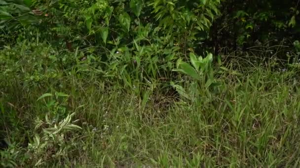 Agricultor Asiático Limpando Terras — Vídeo de Stock