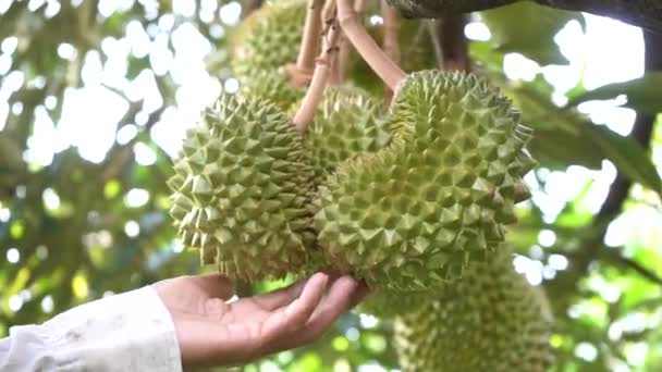 Nahaufnahme Einer Männlichen Hand Die Grüne Frische Durian Früchte Garten — Stockvideo