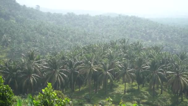 Oil Palm Plantation Industry — Stock Video