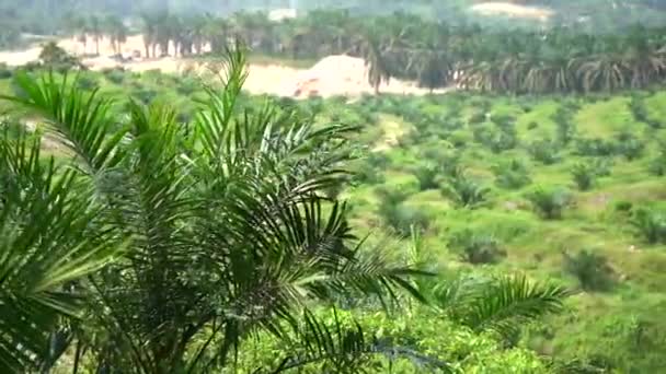 Oil Palm Plantation Industry — Stock Video