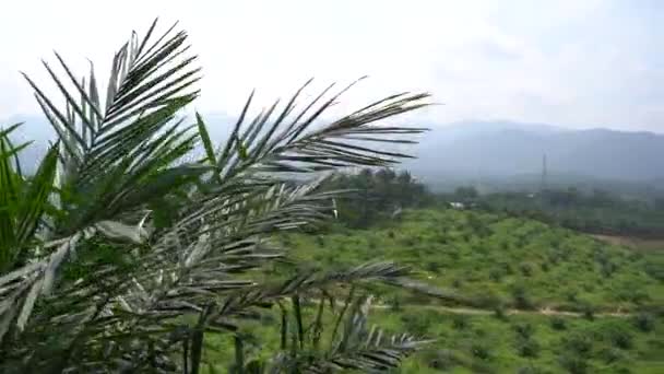 Oil Palm Plantation Industry — Stock Video