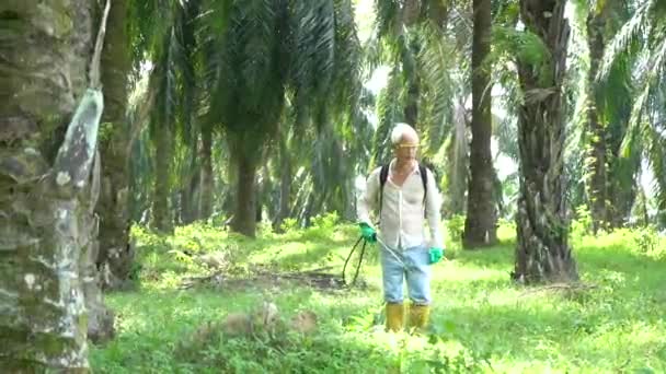 Trabajador Palma Aceitera Rociando Herbicidas Plantación — Vídeo de stock