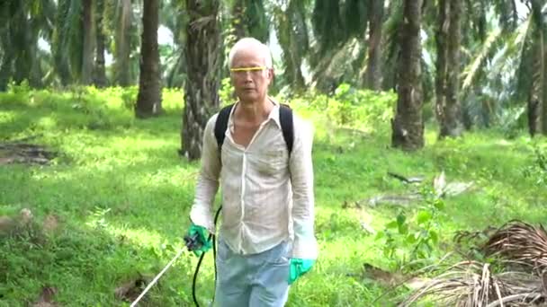 Oljepalmer Arbetare Sprutning Herbicider Plantation — Stockvideo