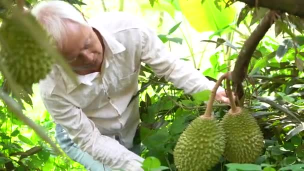 亚洲高男子特写与热带花园绿色鲜榴莲果实的研究 — 图库视频影像