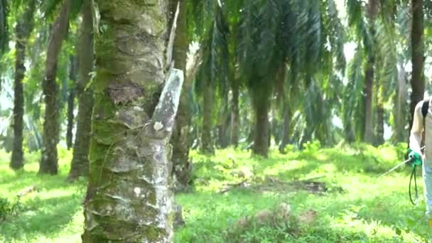 Olja Palm Plantation Industri — Stockvideo