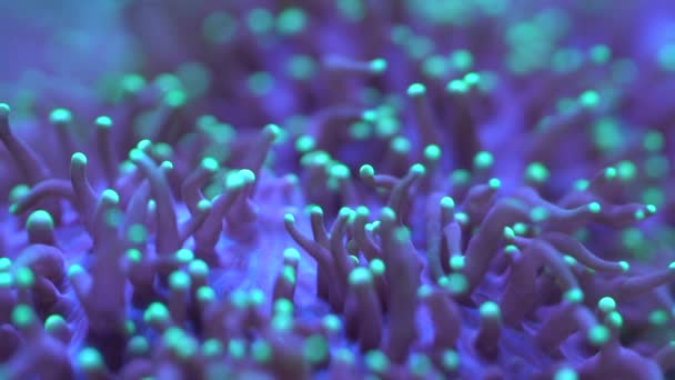 Perto Pólipos Coral Cogumelos — Vídeo de Stock