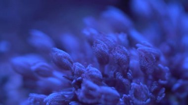 güzel renkli sualtı bitki ışıltısı içinde karanlık su