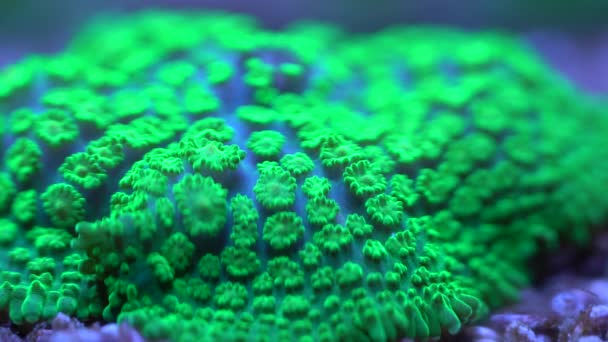 Bellissime Piante Subacquee Colorate Con Bagliore Verde Acqua Scura — Video Stock