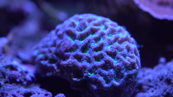 Hermosas Plantas Submarinas Colores Brillan Agua Oscura — Vídeos de Stock