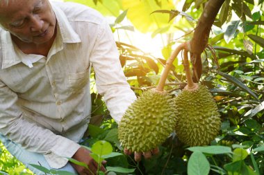 çiftçi durian çiftliğinde