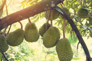 Durian çiftlik, musang Kral odak